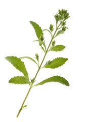 Stevia