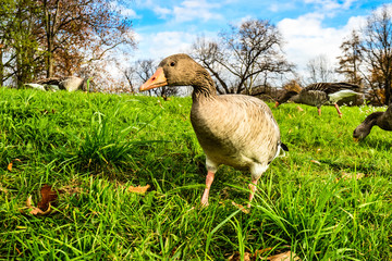 Gans