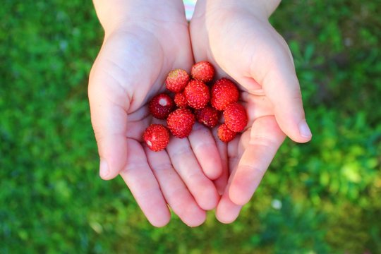 Walderdbeeren