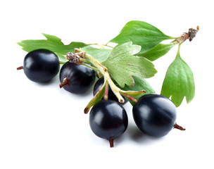 Wild black currant with green leaves isolated on white