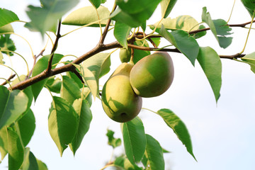 A pair of fresh ripe pears in the garden tree