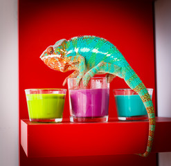 Chameleon © oleg_mj