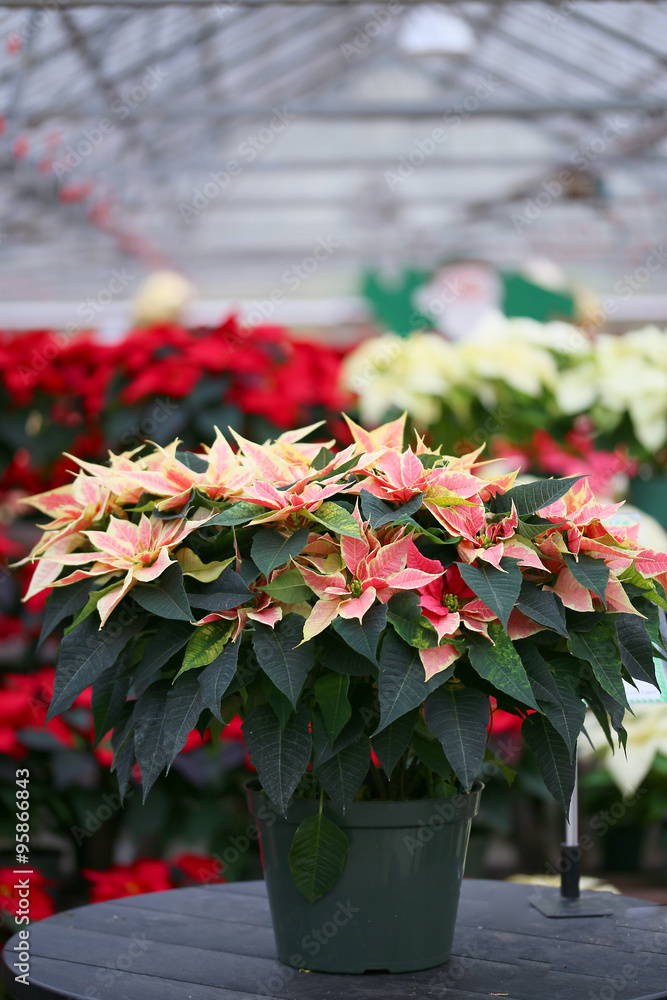 Canvas Prints Christmas Poinsettia