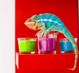 Zelfklevend Fotobehang Kameleon Kameleon