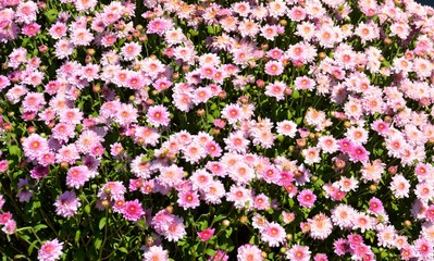 Vibrant Mum Flowers background