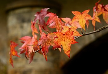 Autumn colored leaves on a tree branch