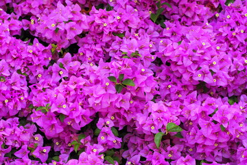 Bush of pink bougainvillea with little leaf 