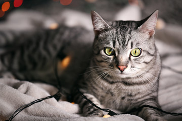 Beautiful cat near Christmas tree with decoration