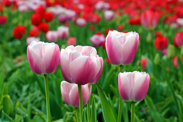 Tulpen-Tulips-Tulipes