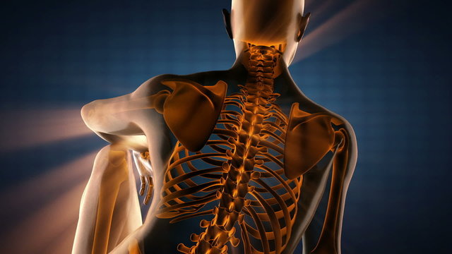 human bones radiographic scan. medical footage