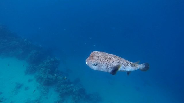 igelfischt im meer schwimmt vorbei
