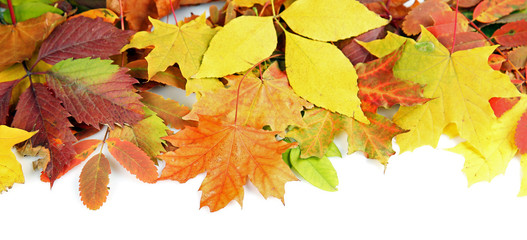 Colorful autumn leaves, isolated on white