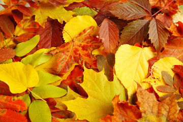 Naklejka na ściany i meble Colorful autumn leaves, close up