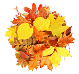 Colorful autumn leaves, isolated on white