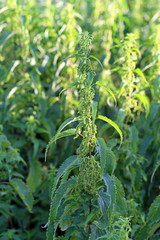 Nettle bushes on a meadow