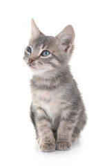 Cute little grey kitten, isolated on white