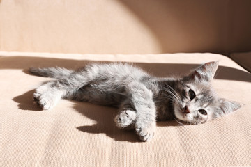 Cute little grey kitten lying on sofa