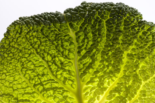 single leaf of young fresh  cabbage, macro