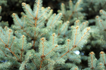 Pine tree background