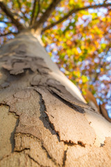 Naklejka premium Corteccia di un tronco di betulla vista dal basso verso l’alto in autunno