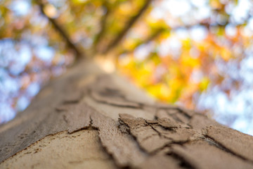 Naklejka premium Corteccia di un tronco di betulla vista dal basso verso l’alto in autunno
