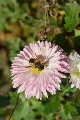 Bee on a violet flower