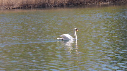 Cigno