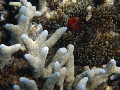 Coralli e pesce pagliaccio