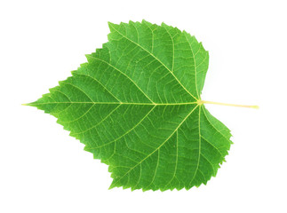 Obraz premium Piękny zielony liść, na białym tle