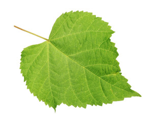 Beautiful green leaf, isolated on white