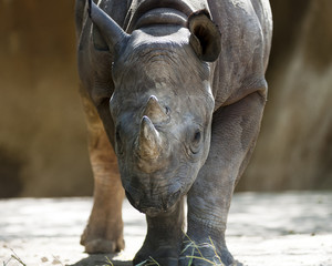 low angle shot of a rhinoceros head down ready to charge