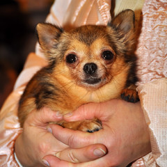 Chihuahua dog in the hands of women