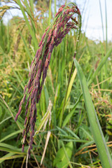 Organic Riceberry