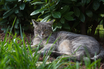 Naklejka na ściany i meble Cat lying on side on the grass looking at camera