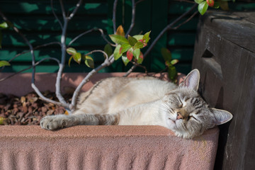 Domestic cat playing outdoors