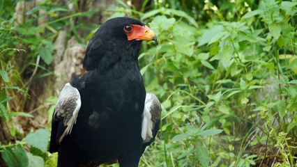 Vogel Gaukler im Gras