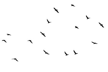 a flock of birds on a white background