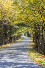 road in the forest in autumn