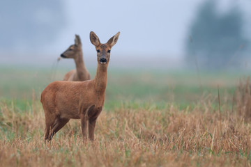 Roe-deer in the wild in the morning mist