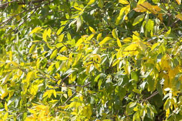 leaves on the tree as a background