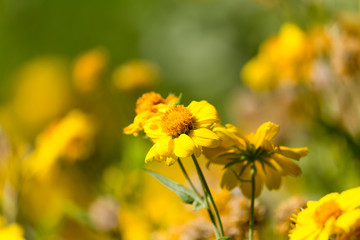 yellow flowers in nature