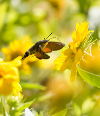 Sphingidae, known as bee Hawk-moth, enjoying the nectar of a yellow flower. Hummingbird moth. Calibri moth.
