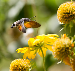 Sphingidae, known as bee Hawk-moth, enjoying the nectar of a yellow flower. Hummingbird moth. Calibri moth.