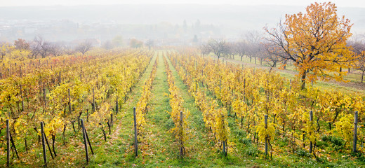 autumn vineyards