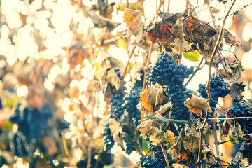 autumn vineyards