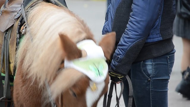Brown pony under saddle in a city park