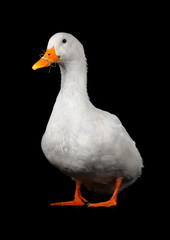  duck