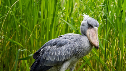 Vogel Schuhschnabel im Gras