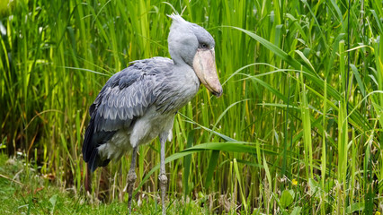 Vogel Schuhschnabel im Gras