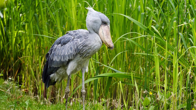 Vogel Schuhschnabel im Gras